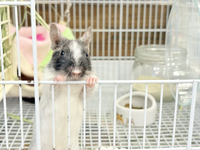 デグー