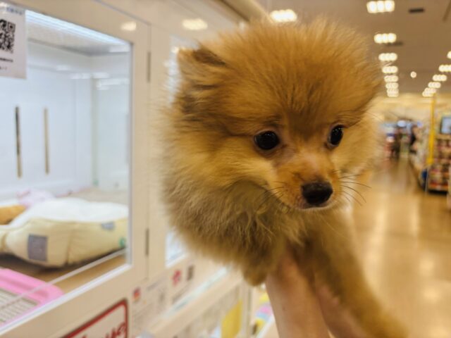 ポメラニアン