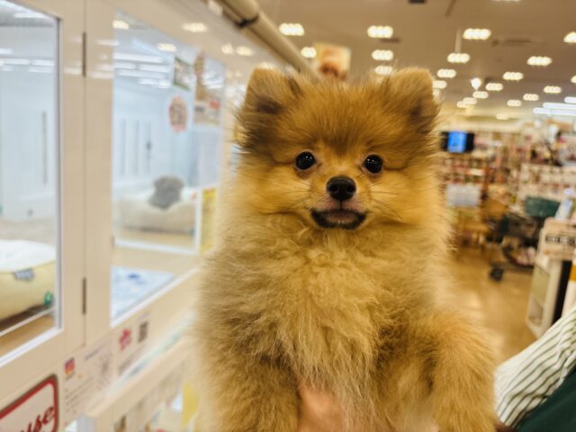 ポメラニアン