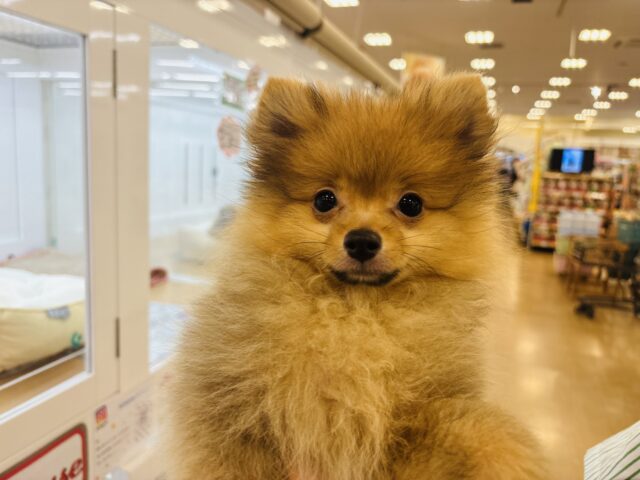 ポメラニアン