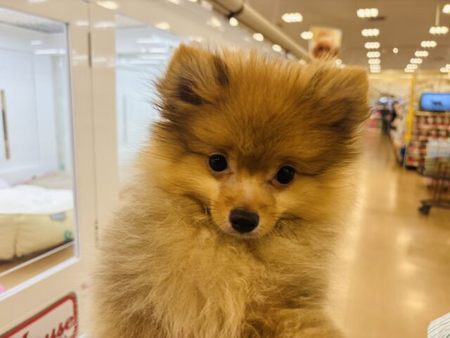 ポメラニアン