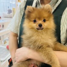 超ホヤホヤ最新画像✨サーカス団顔負けジャ〜〜ンプ！？ポメラニアンくん！
