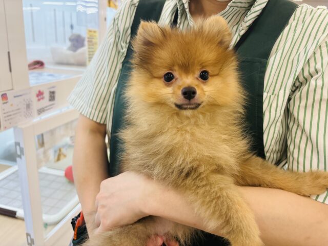 ポメラニアン