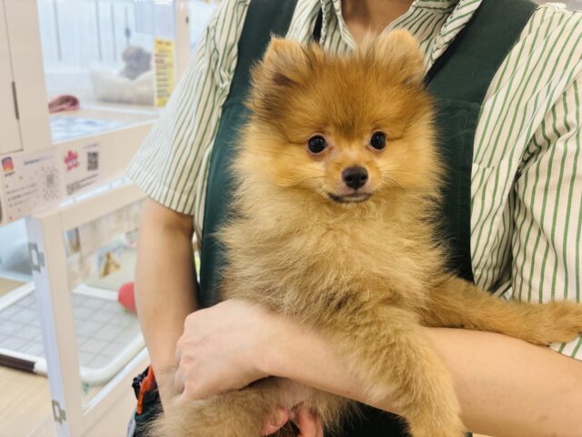 ポメラニアン