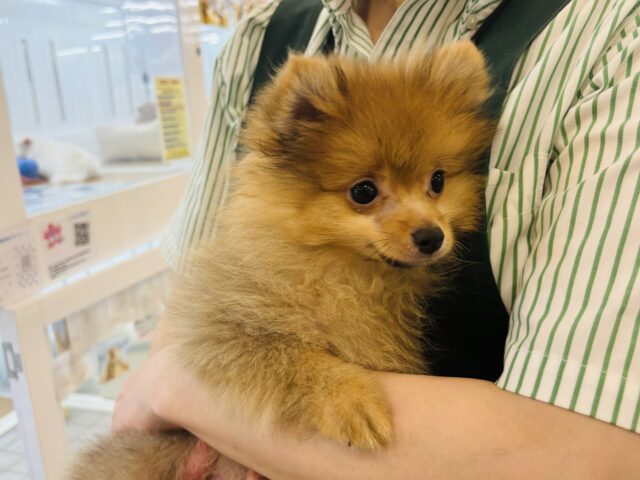ポメラニアン