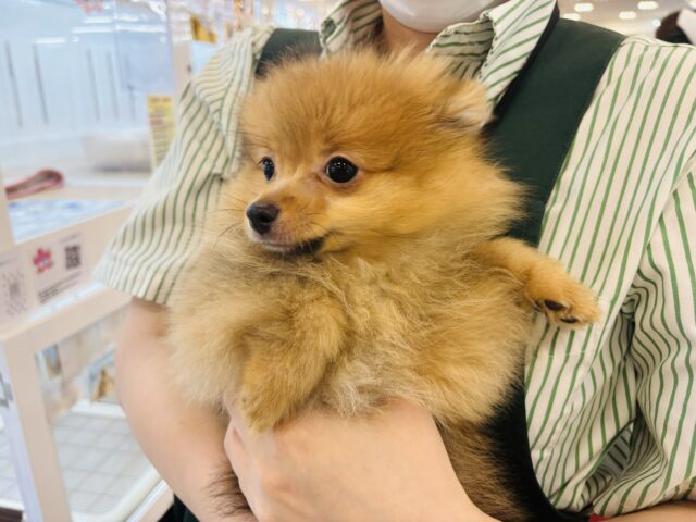 ポメラニアン
