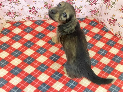 ミニチュアダックス