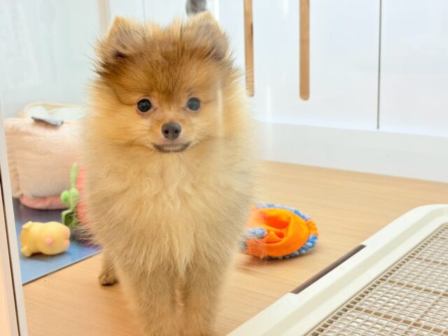 ポメラニアン