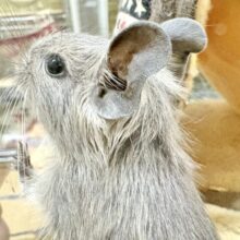 可愛いお顔💕のわんぱくボーイ❣️デグー(ブルー)男の)