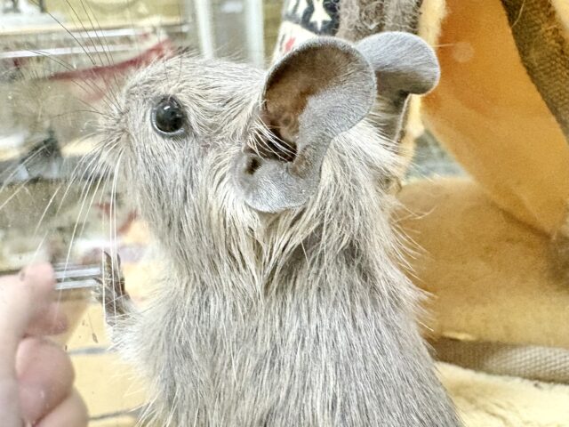 可愛いお顔💕のわんぱくボーイ❣️デグー(ブルー)男の)
