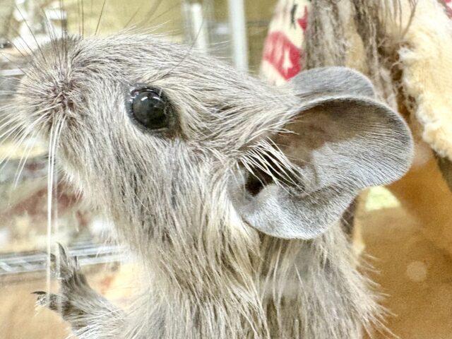 デグー