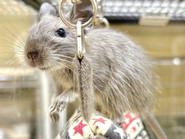デグー
