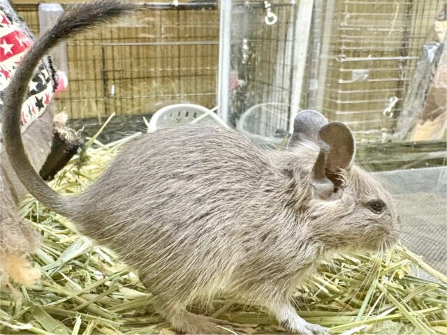 デグー
