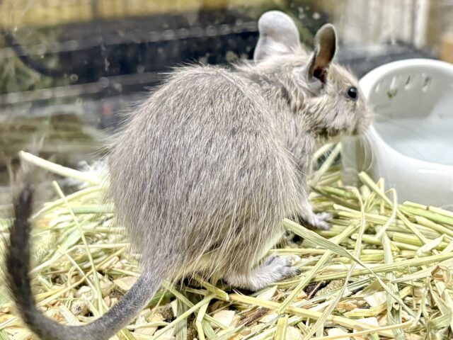 デグー