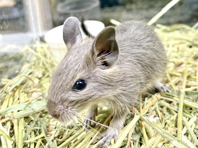 デグー