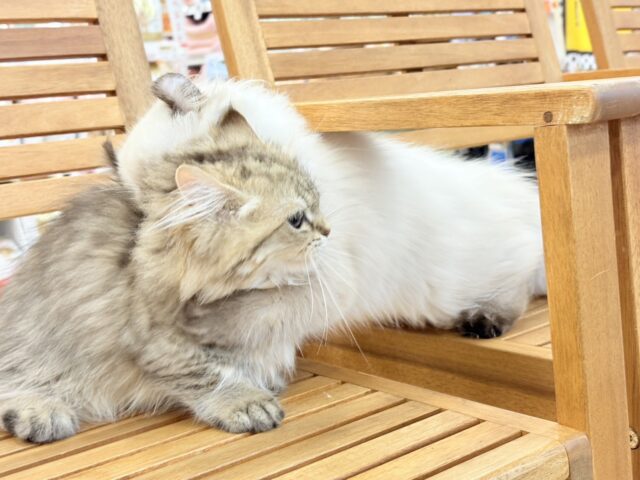ミヌエット