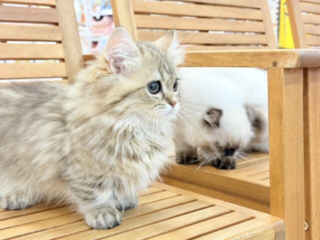 ミヌエット