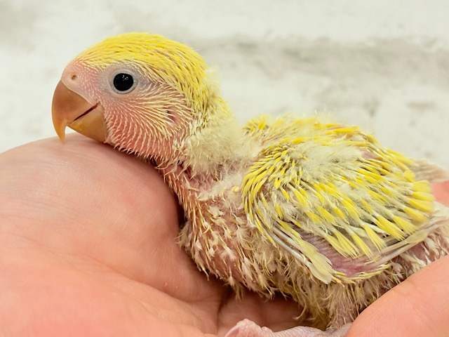 黄金に輝くスーパースター🌟コザクラインコ(ゴールデンチェリー) ヒナ