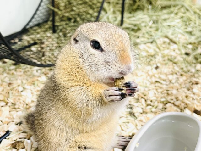 リチャードソンジリス