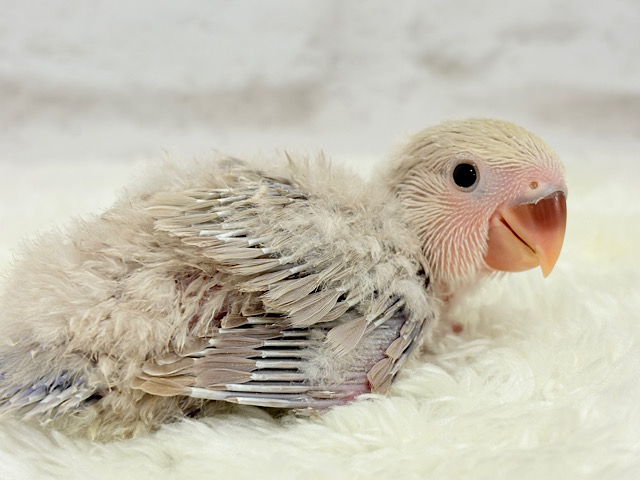 ふんわり柔らか♡コザクラインコ ヒナ