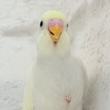 【最新画像更新🪄】ふわふわのひよこちゃんみたい🐥🍬セキセイインコ(クリーム) ヒナ