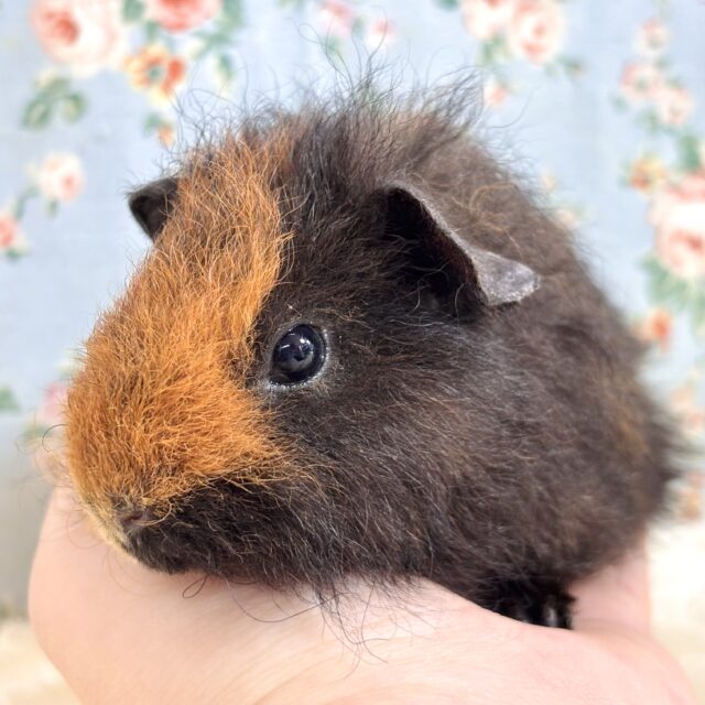 テッセルモルモット