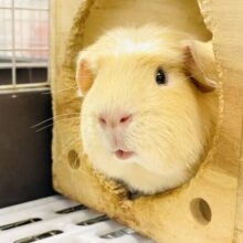 【最新画像】優しいカラーのむちむちボディ♡ロシアンモルモット（男の子）