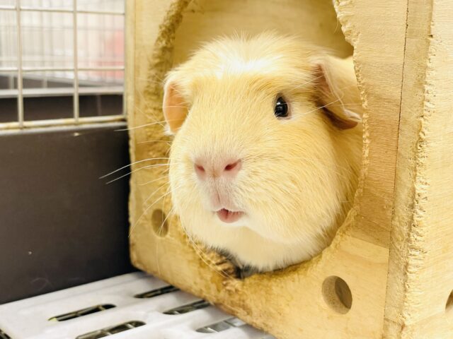 【最新画像】優しいカラーのむちむちボディ♡ロシアンモルモット（男の子）