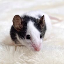 パンダマウス  男の子  🐼🐾🐁✧*。