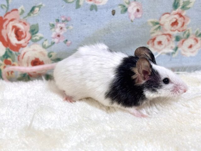 パンダマウス