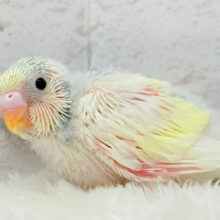 おめめきらきら✨レモネード🍋🍹セキセイインコ(パステルカラーレインボーパイド) ヒナ