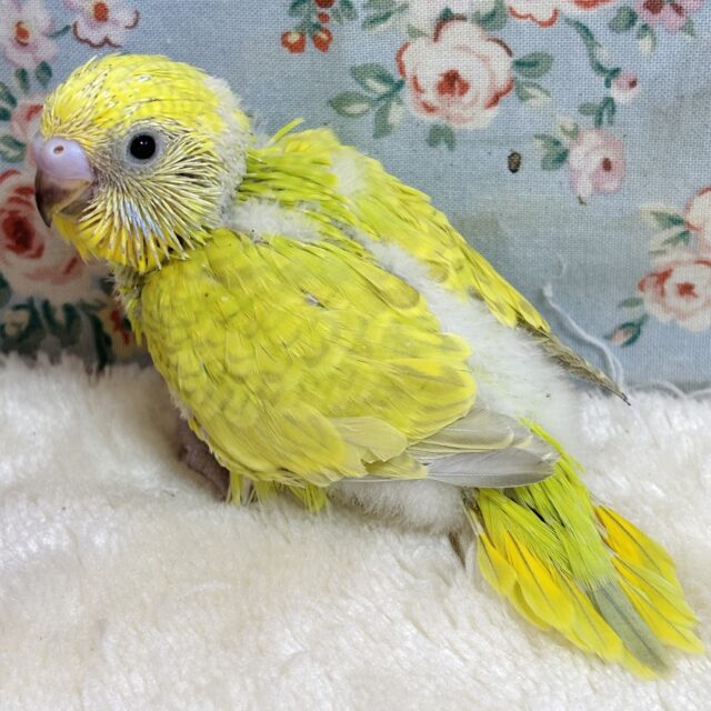 セキセイインコ