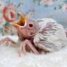 シルバーイノ文鳥  🤎🩶𖤐´-