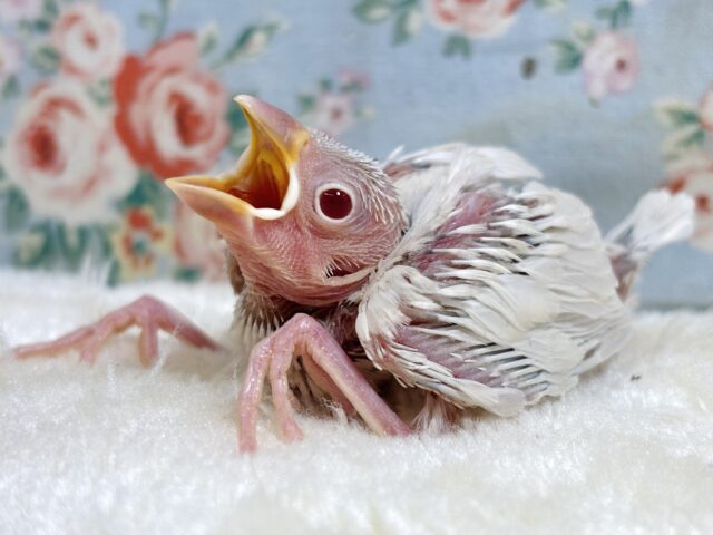 シルバーイノ文鳥 🤎🩶𖤐´-