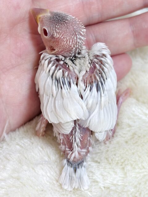 シルバーイノ文鳥