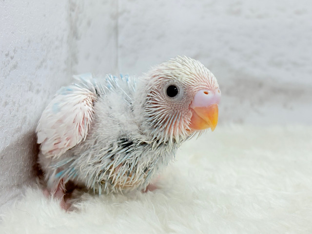 ワタ雲のような天使ちゃん🧚セキセイインコ(パイド) ヒナ