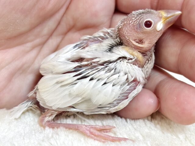 シルバーイノ文鳥