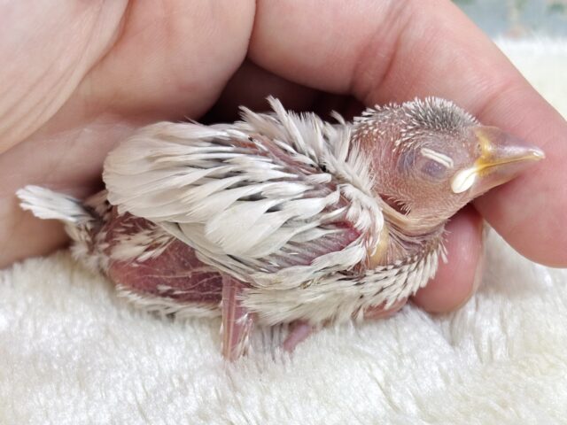 シルバーイノ文鳥