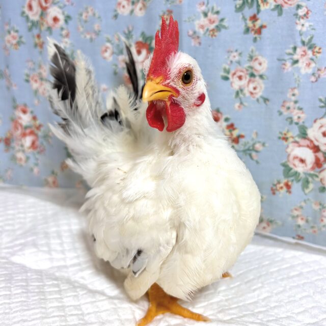 桂チャボ（カツラチャボ）