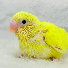 ピカピカたまごの妖精さん🧚セキセイインコ(ダブルファクター) ヒナ