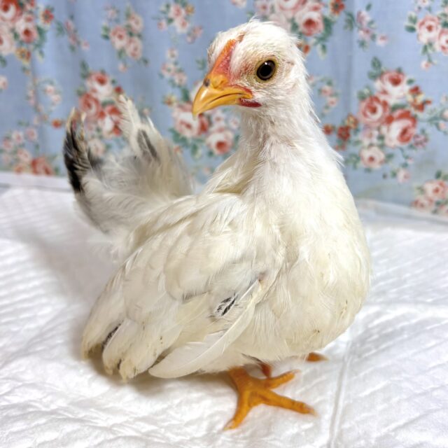 桂チャボ（カツラチャボ）