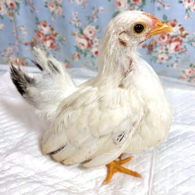 桂チャボ（カツラチャボ）