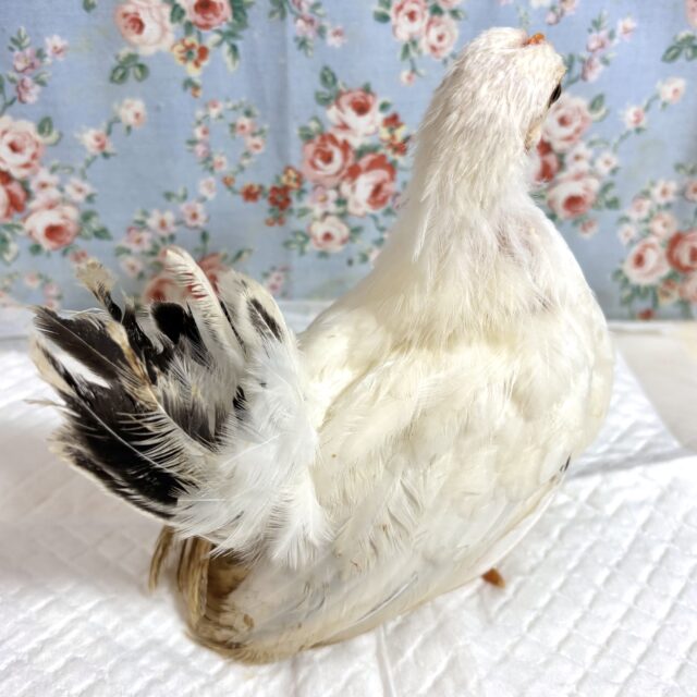 桂チャボ（カツラチャボ）