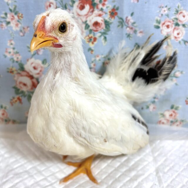 桂チャボ（カツラチャボ）