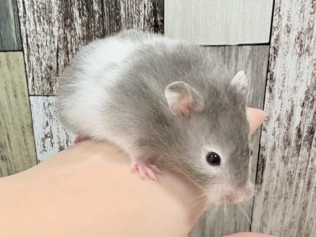 ゴールデンハムスター