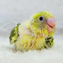 個性的‪☆上目遣いマスター.*･ﾟセキセイインコ(ハルクイン) ヒナ