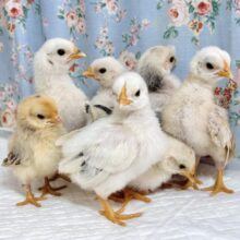 セラマ  ひなちゃんず到着です！🐓⸒⸒✧*｡