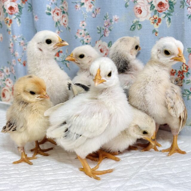 セラマ ひなちゃんず到着です！🐓⸒⸒✧*｡