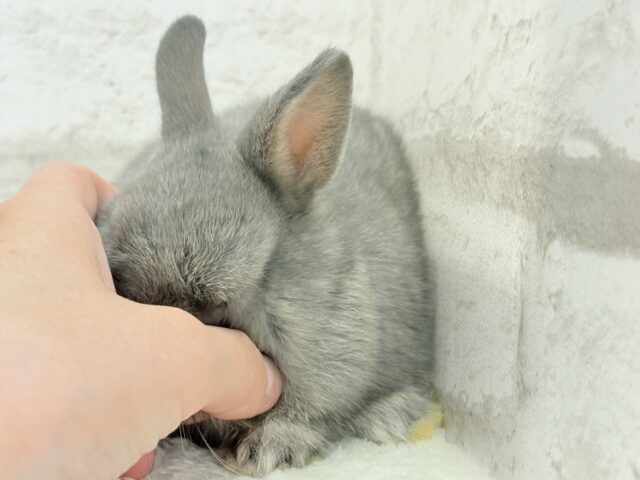 ネザーランドドワーフ