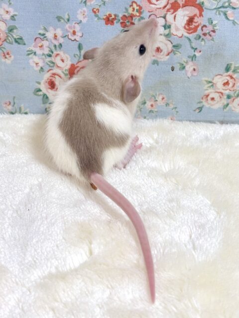 ファンシーラット